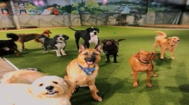 BUSINESS FOR SALE!!!! BRAND NEW PETS KENNEL SETUP FOR SALE IN AL KHAWANEEJ - DUBAI !!!!!!!!!!