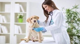 GREAT INVESTMENT OPPORTUNITY!!!!! PRIME VETERINARY CLINIC FOR SALE IN AL BARSHA - DUBAI!!!!!!!