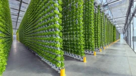 Hydroponic Vertical High Tech Farm Business For Sale in Jebel Ali - Dubai!!!!