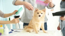 PET GROOMING SALON FOR SALE IN SHARJAH!!!!!!!!