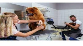Pet Grooming Salon for Sale!!!!!!!