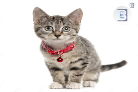 Pet Shop and Mobile Grooming Business with over 1500 Customers with prime location