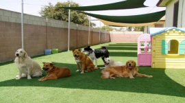 PROFITABLE PETBOARDING STORE BUSINESS FOR SALE IN ACADEMIC CITY  - DUBAI!!!!!!!!!!!!