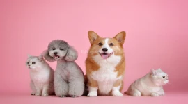 RUNNING HIGH PROFITABLE PETS STORE BUSINESS FOR SELL IN A PREMIUM MALL IN DUBAI!!!!!!!!!