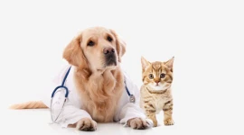 VETERINARY CLINIC AND GROOMING BUSINESS FOR SALE IN DIP - DUBAI!!!!